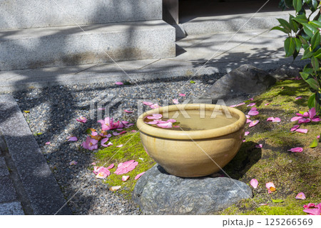 京都　地蔵院椿寺　五色八重散椿 125266569