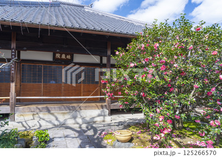京都 地蔵院椿寺 五色八重散椿 京都 地蔵院椿寺 五色八重散椿 125266570