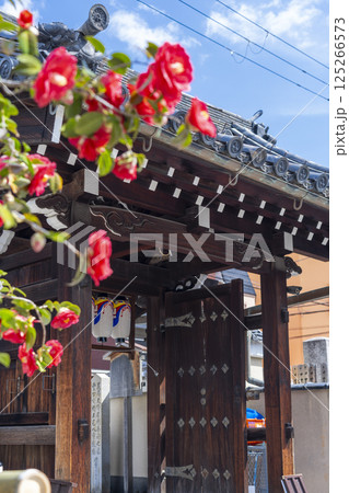 京都　地蔵院椿寺　椿と山門 125266573
