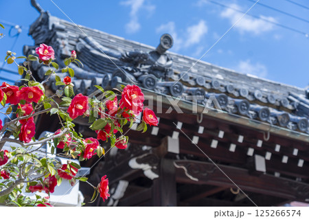 京都 地蔵院椿寺 椿と山門 京都 地蔵院椿寺 椿と山門 125266574