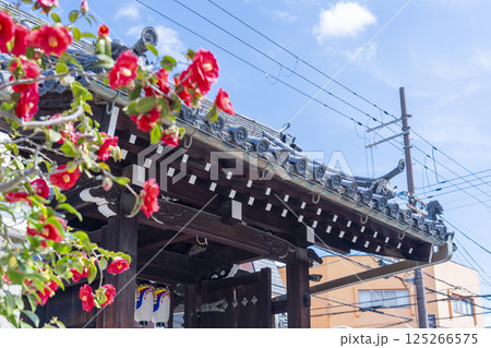 京都　地蔵院椿寺　椿と山門 125266575