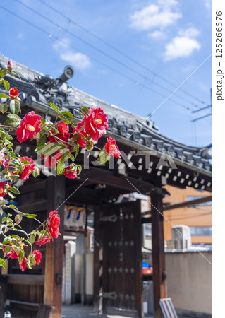 京都　地蔵院椿寺　椿と山門 125266576