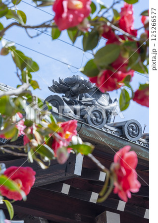 京都 地蔵院椿寺 椿と山門 京都 地蔵院椿寺 椿と山門 125266577