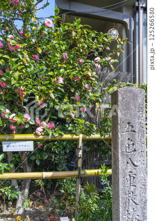 京都 地蔵院椿寺 五色八重散椿 京都 地蔵院椿寺 五色八重散椿 125266580