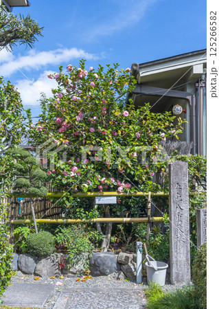 京都 地蔵院椿寺 五色八重散椿 京都 地蔵院椿寺 五色八重散椿 125266582