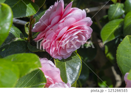 京都　地蔵院椿寺　五色八重散椿 125266585