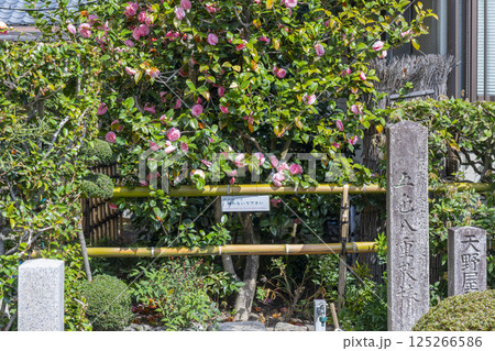 京都 地蔵院椿寺 五色八重散椿 京都 地蔵院椿寺 五色八重散椿 125266586
