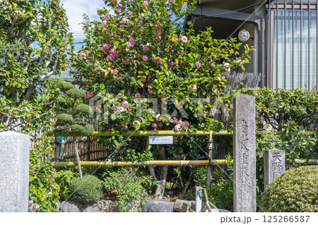 京都　地蔵院椿寺　五色八重散椿 125266587