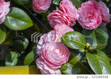 京都　地蔵院椿寺　五色八重散椿 125266588