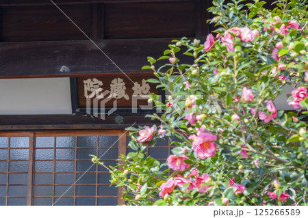 京都 地蔵院椿寺 五色八重散椿 京都 地蔵院椿寺 五色八重散椿 125266589