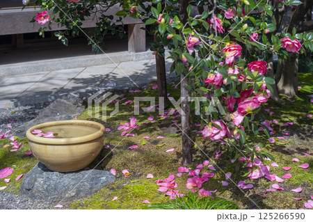 京都 地蔵院椿寺 五色八重散椿 京都 地蔵院椿寺 五色八重散椿 125266590