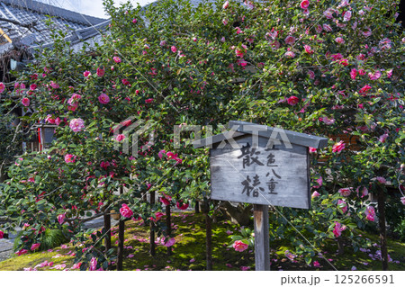 京都　地蔵院椿寺　五色八重散椿 125266591