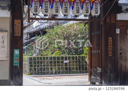 京都　地蔵院椿寺　山門 125266596
