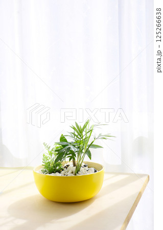 観葉植物、インテリアプランツの寄せ植え 125266638