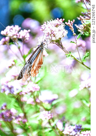 アサギマダラの休息 125266748