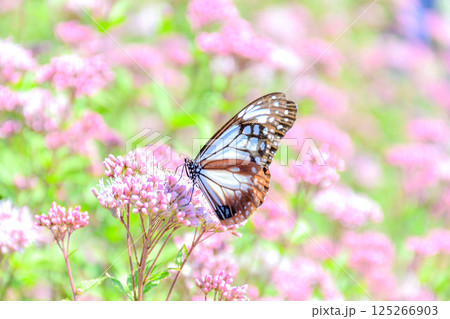 アサギマダラの休息 アサギマダラの休息 125266903