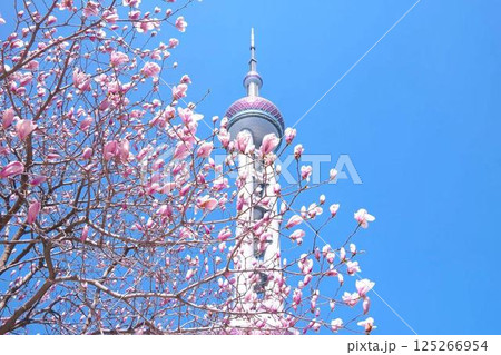 上海東方明珠タワーとモクレンの花 上海東方明珠タワーとモクレンの花 125266954