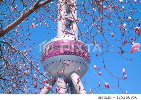 上海東方明珠タワーとモクレンの花 上海東方明珠タワーとモクレンの花 125266956