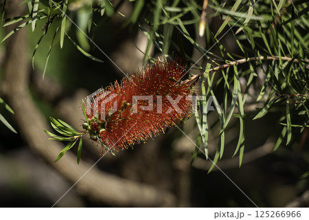 赤いブラシノキの花 125266966