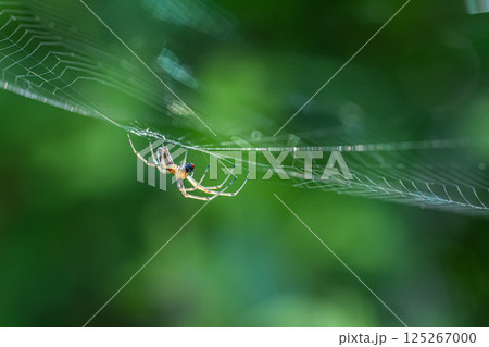 虫を捕食するチュウガタシロカネグモ 虫を捕食するチュウガタシロカネグモ 125267000