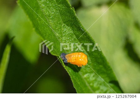 ナナホシテントウ幼虫　前蛹幼虫　蛹化 125267004