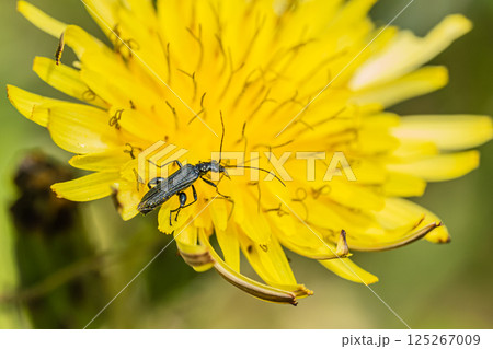 タンポポの花粉を食べるモモブトカミキリモドキ(オス) タンポポの花粉を食べるモモブトカミキリモドキ(オス) 125267009