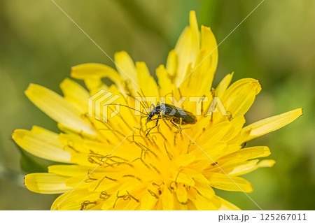 タンポポの花粉を食べるモモブトカミキリモドキ タンポポの花粉を食べるモモブトカミキリモドキ 125267011