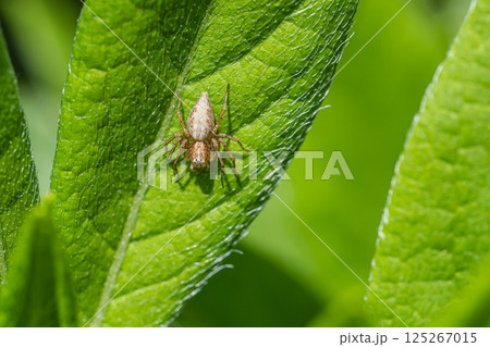 ササグモ 125267015