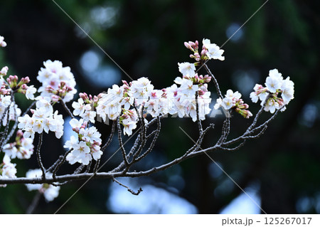 鹿沼公園の桜 鹿沼公園の桜 125267017