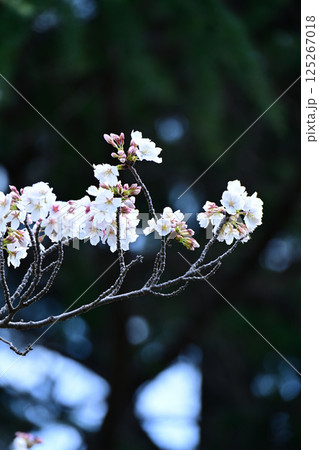 鹿沼公園の桜 鹿沼公園の桜 125267018