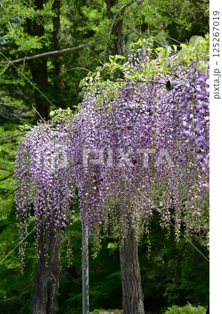藤の花 125267019