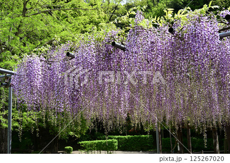 藤の花 125267020