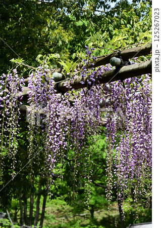 藤の花 125267023