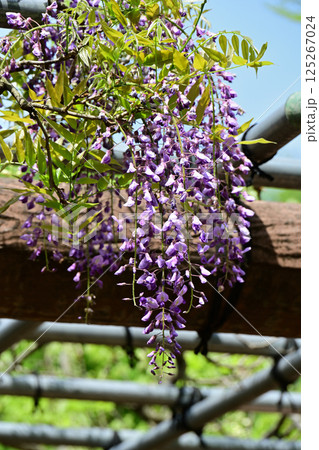 藤の花 125267024