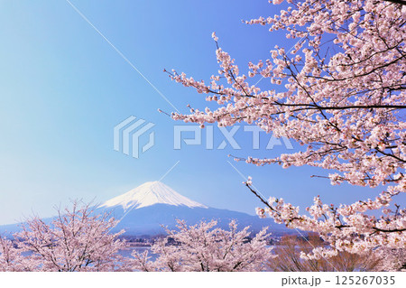 日本の春 富士山と桜 日本の春 富士山と桜 125267035