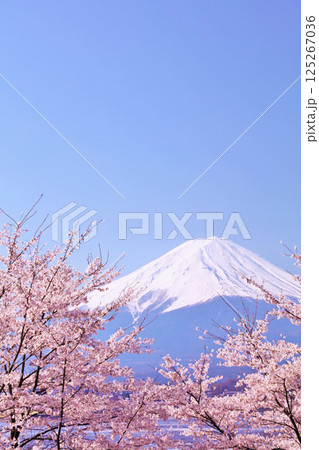 日本の春 富士山と桜 日本の春 富士山と桜 125267036