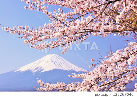 日本の春　富士山と桜 125267040