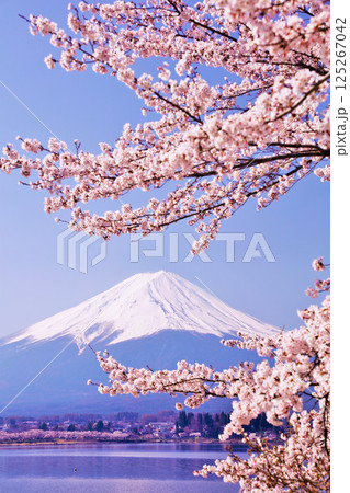 日本の春　富士山と桜 125267042