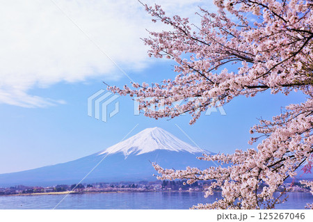 日本の春　富士山と桜 125267046
