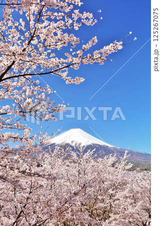 日本の春 富士山と桜 日本の春 富士山と桜 125267075