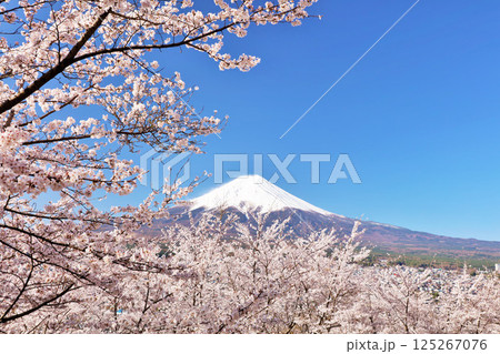 日本の春 富士山と桜 日本の春 富士山と桜 125267076