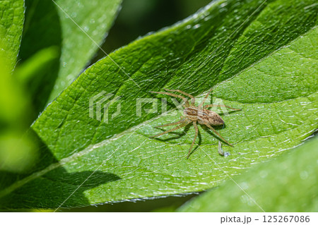 イオウイロハシリグモ 125267086