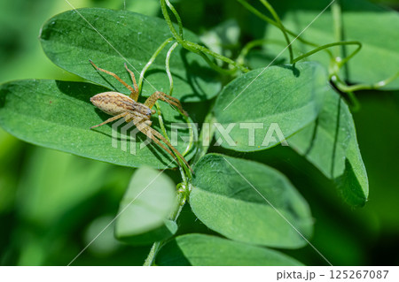 イオウイロハシリグモ 125267087