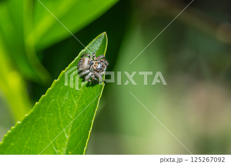 ハエトリグモ（ネコハエトリ） 125267092