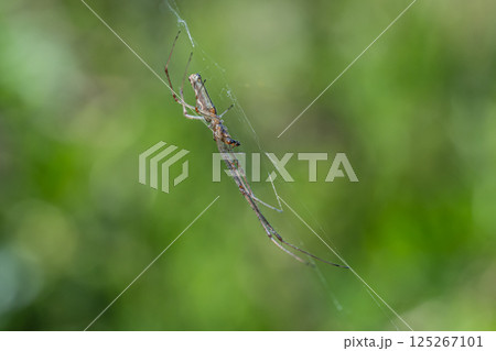 アシナガグモ　 125267101
