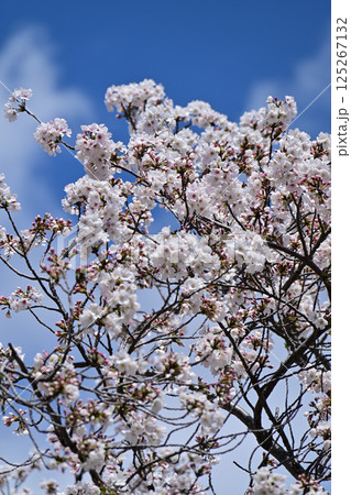 鹿沼公園の桜 125267132