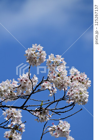 鹿沼公園の桜 125267137