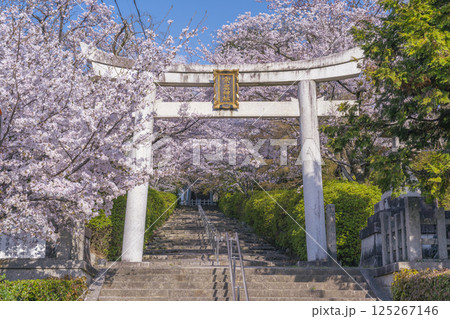 春の京都 宗忠神社 桜に包まれた宗忠鳥居 春の京都 宗忠神社 桜に包まれた宗忠鳥居 125267146