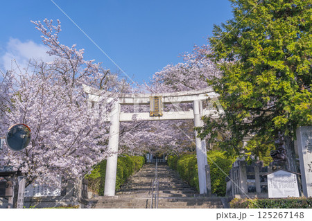 春の京都　宗忠神社　桜に包まれた宗忠鳥居 125267148