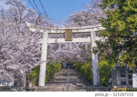 春の京都　宗忠神社　桜に包まれた宗忠鳥居 125267152